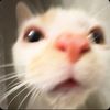 alexapro420