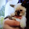 mohamade_bbc