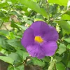 thanh.tien.vo4