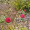 user43901454850335