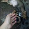 chigiao_chikiet