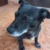 elizathedog26