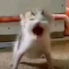 jycblrs