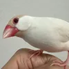 kutikawaiimikado