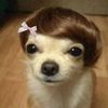 danielthedancingdog