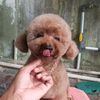 bessteticgrooming
