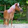 candlewickminihorse