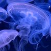 jelly_fish_art