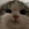 inidessy755