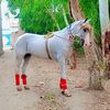 siyar4477992