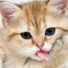 diary.of.pet