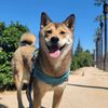 heysunnyppuppy