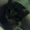 oshkobobra0