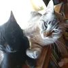 fermajas