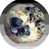 the_ultra_cool_hyenaaaa