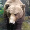 fazber04