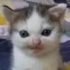 jj.xys
