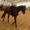 l_love_only_horse