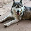 cmyxxc
