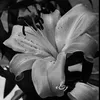 ambre_frstn