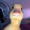 lilquackers