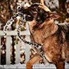 edit...dog