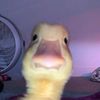 duckcoverandhold0