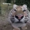 anhtrnphmquc
