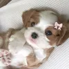 ayla_chealsea