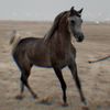 ابراهيم بن جاسم الحمادي