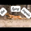 theflyingimpala