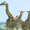 phinlandersafaris_6