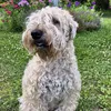 jamis.dog