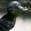 80276q1