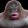 johnwik002