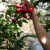 miminguyen_86