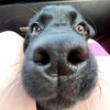 boeflover