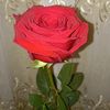 cherrycolawxq