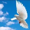 user7731349098046
