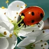 coccinelle176