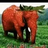mota_179