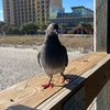 silverboy104