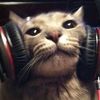mmeowserz