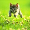 funnykittens711