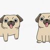 yinyangpugs