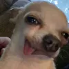 qphungcutiiqa