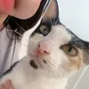 _ynvamayconmeo_