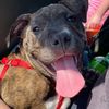 tank.the.service.amstaff
