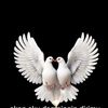 merpati_janji