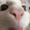 kitty_with_name_hedgehog